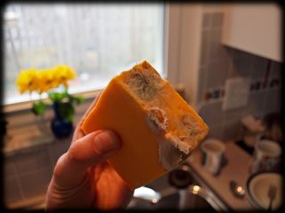 Moldy cheddar cheese, health tips