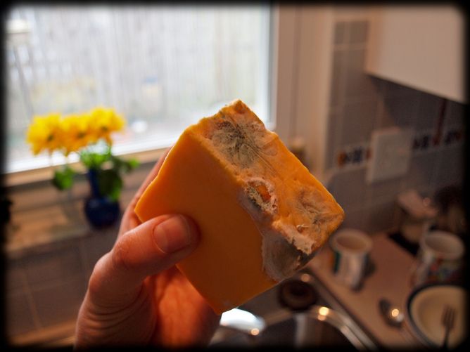 Moldy cheddar cheese, health tips