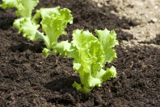 young lettuce plants in the ground
