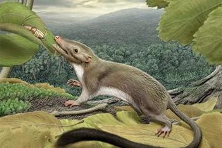 Illustration of the first placental mammal