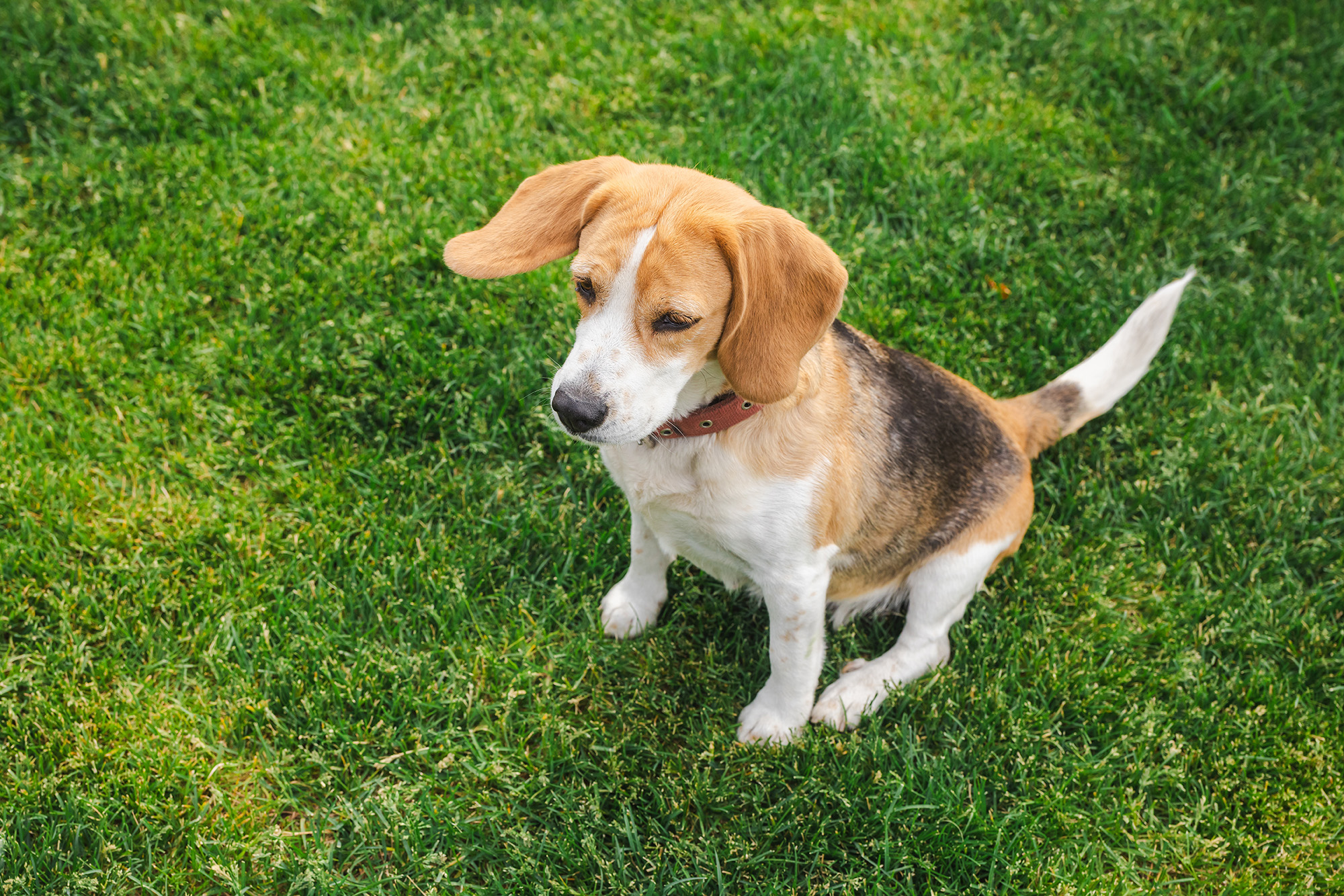 Dog sitting on lawn
