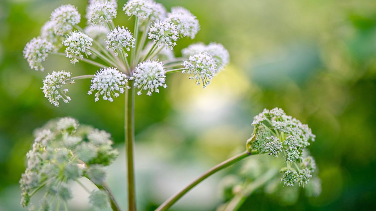 Close up of giant hogweed