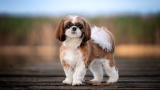 Shih Tzu standing on a boardwalk