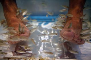 Fish pedicure