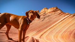 Dog standing in Antelope Canyon
