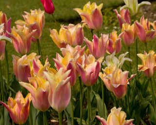 tulip 'Marianne' in spring