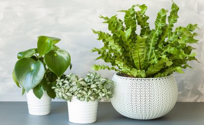 houseplants Asplenium nidus, peperomia and fittonia in white flowerpots