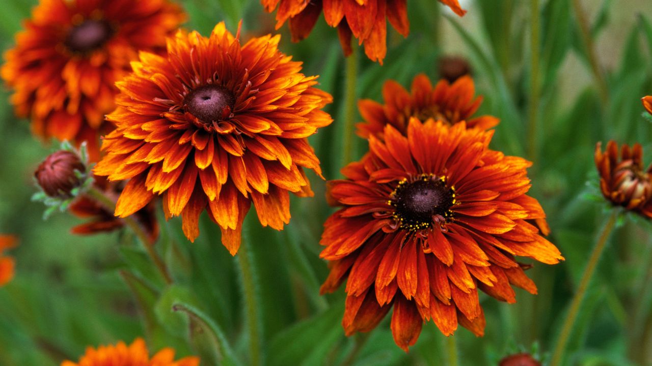 Fall Rudbeckia How to grow rudbeckia: tips for endless summer to fall flowers | Homes ...