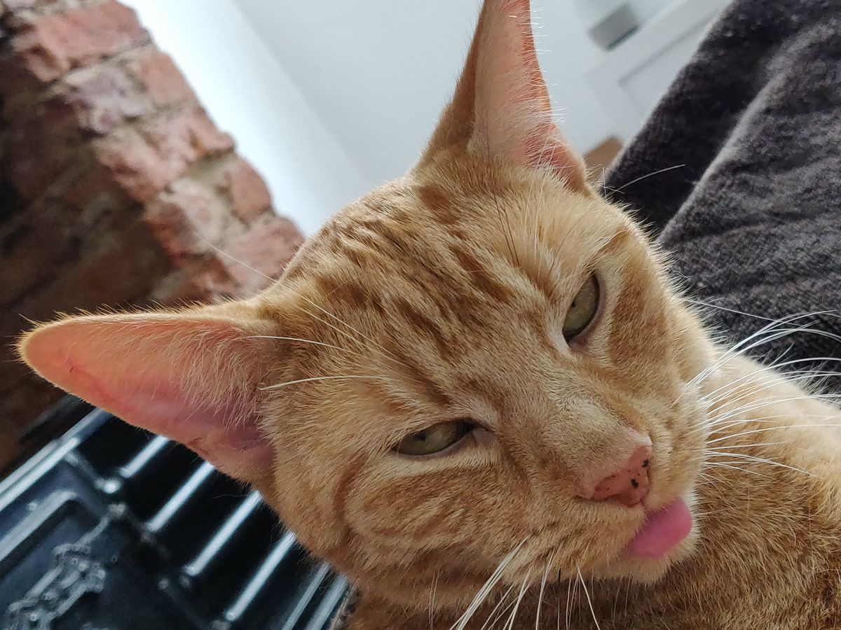 The OnePlus 6 can capture a high level of detail close up, such as the hairs on this cat