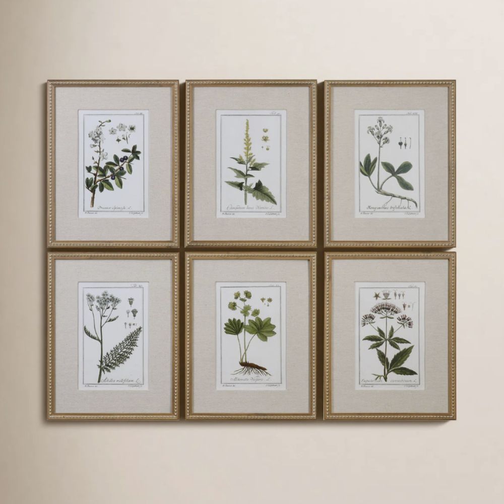 Set of 6 botanical prints in vintage-style frames