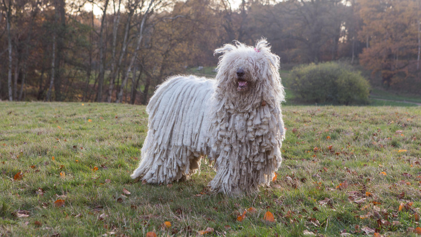 Komondor dog