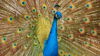 Peacock strutting