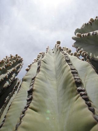 Cardon cactus - Suited to the environment