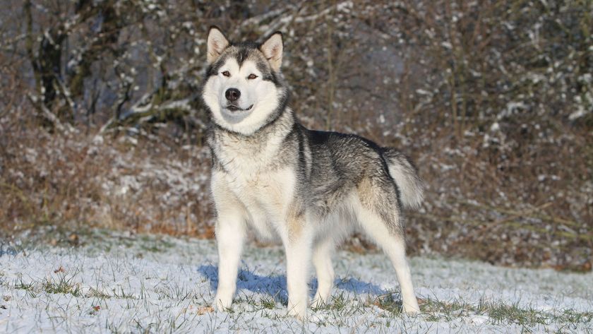 Alaskan Malamute standing in snow