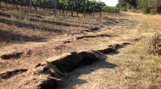 An earthquake causes the ground to rupture in a vineyard near Buhman Road, Napa Valley, California, on Aug. 24, 2014.