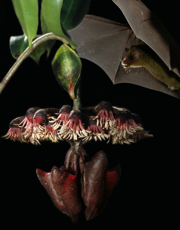 Flower Sends Echo Signal to Bats