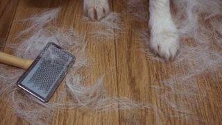 Dog fur on floor