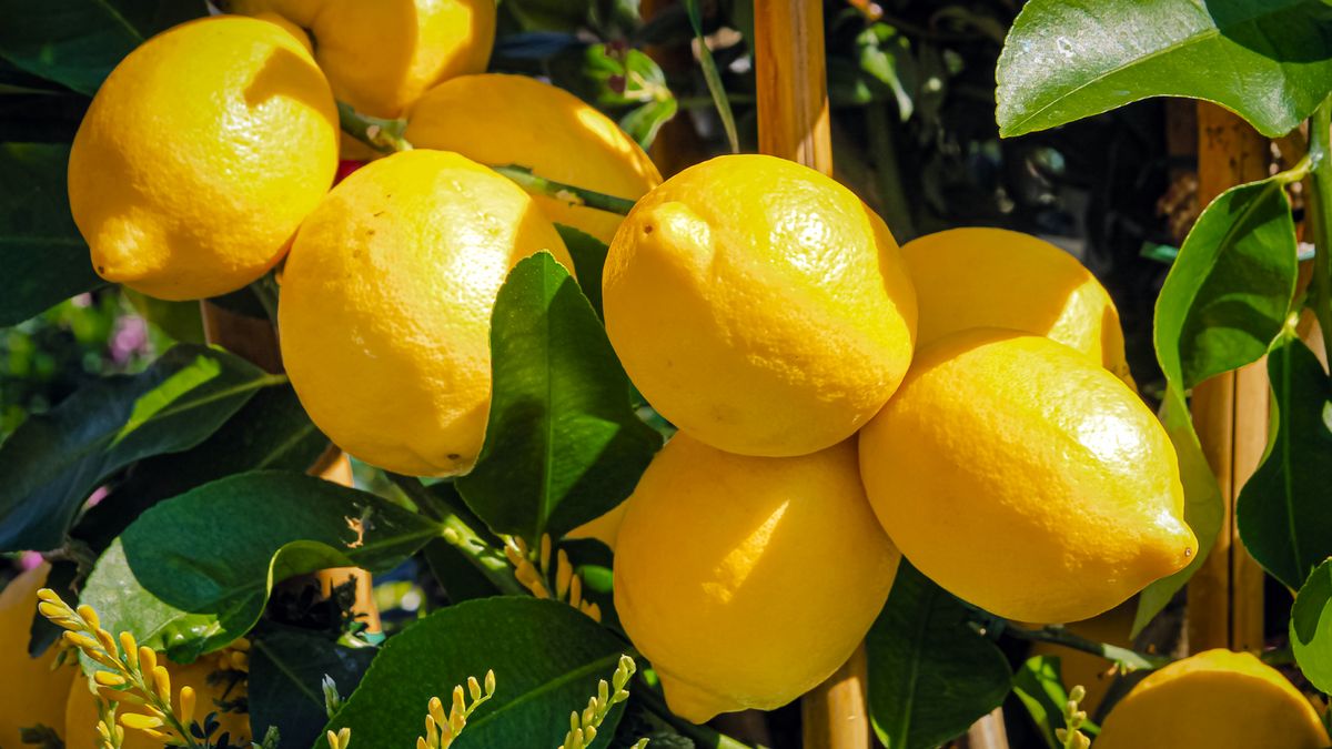 What Lemon Trees Need in July – 5 Essential Tasks to Enjoy the Juiciest Sun-Ripened Lemons