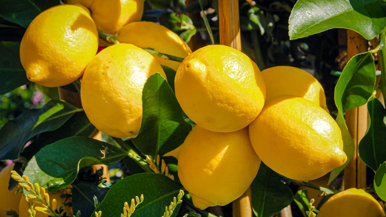 sun ripened lemons on a lemon tree in july