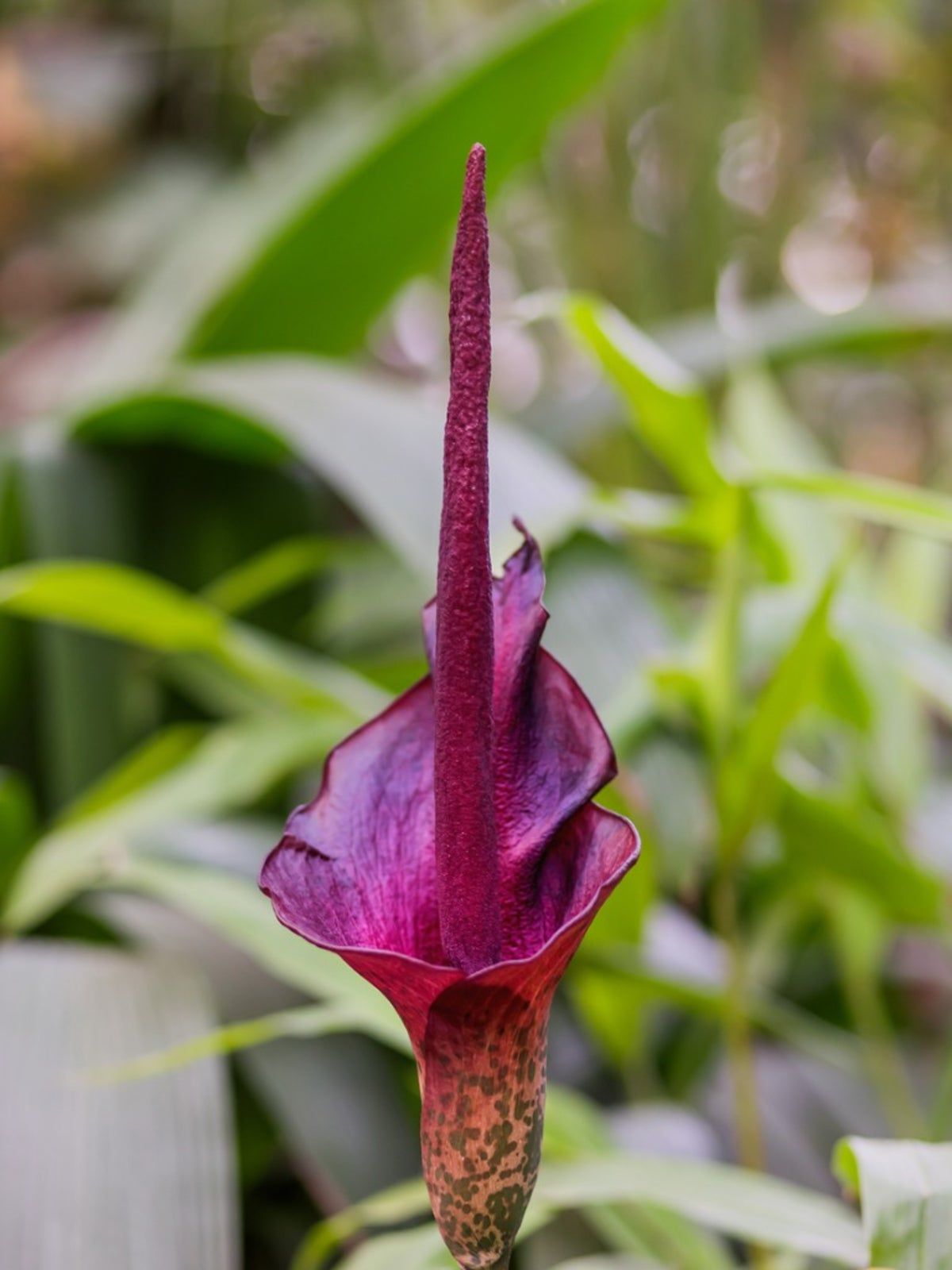 Colorful Voodoo Lily Plant