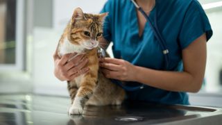 Close-up of female vet examining a kitten with stethoscope in vet clinic