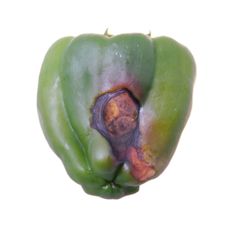 Rot On Bottom Of Green Pepper