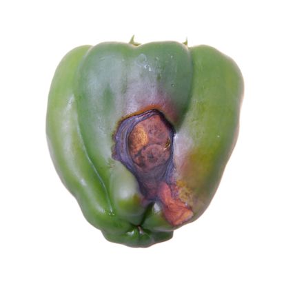 Rot On Bottom Of Green Pepper