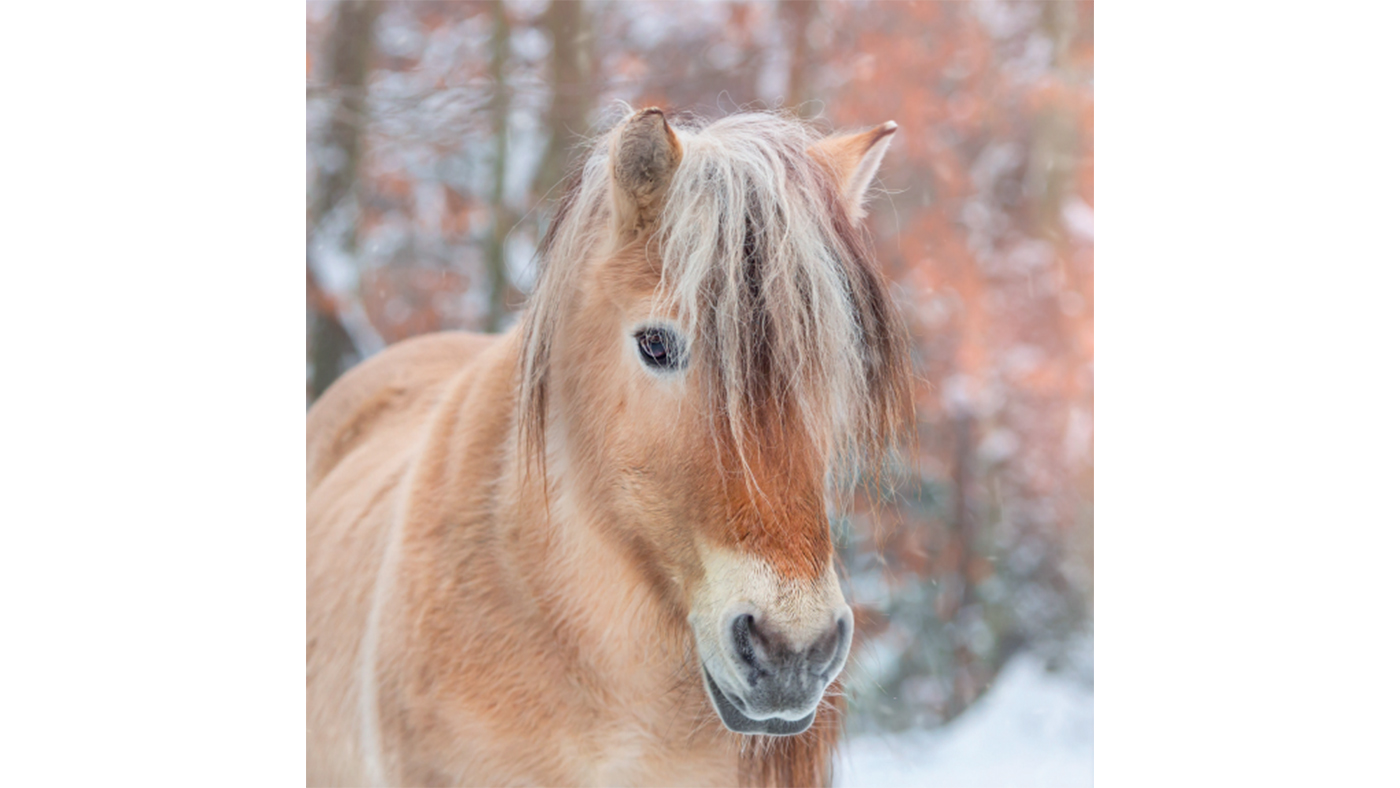 Redwings charity Christmas card Winter Fjord