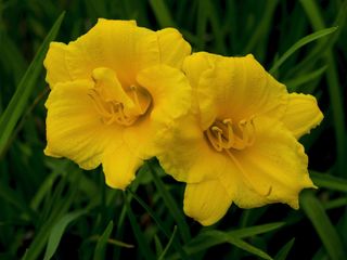 yellow Stella de Oro Day Lily