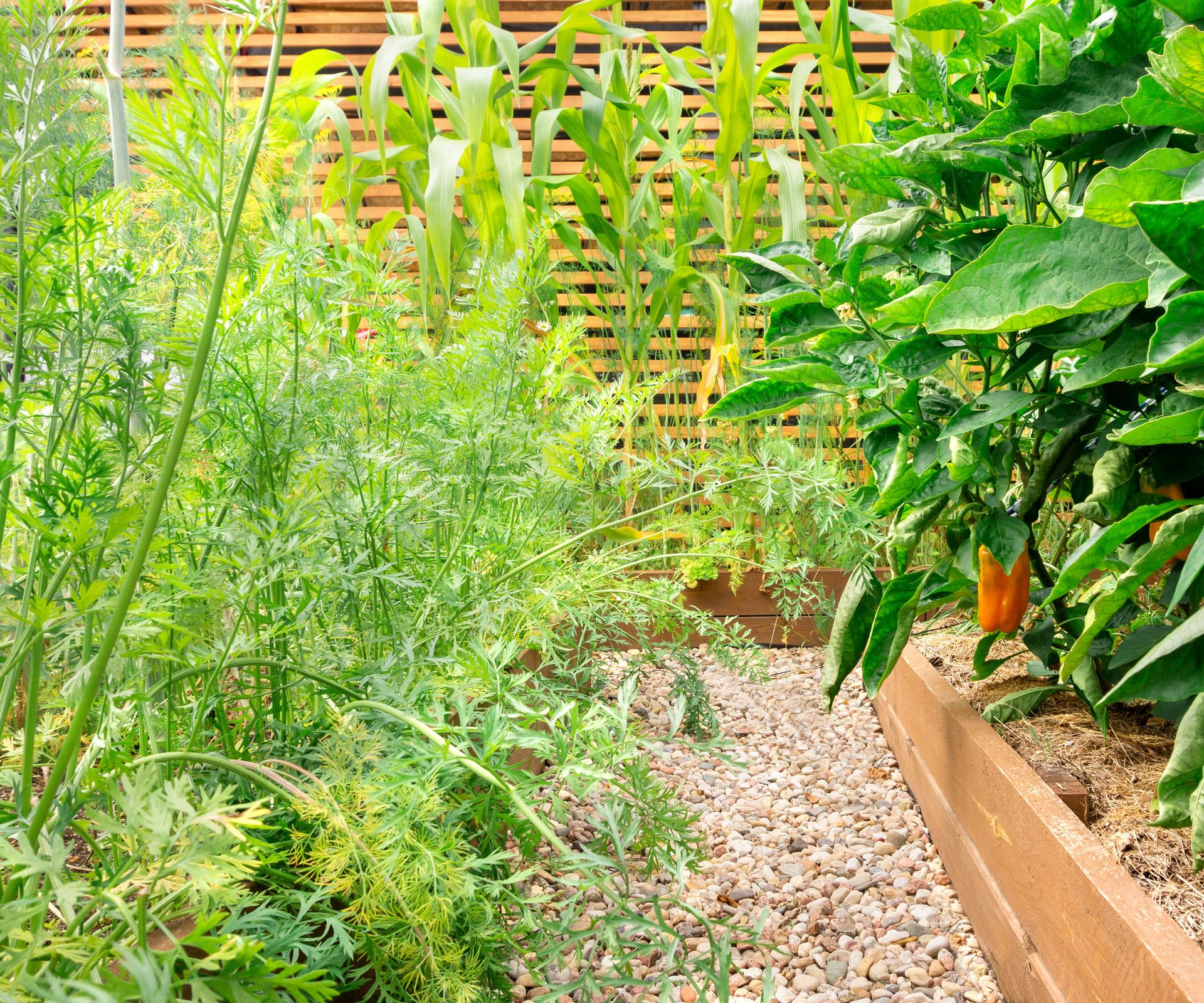 bell peppers, carrots, dill, corn in raised beds gravel path