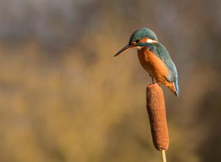 KHRFEB Female Kingfisher perches on a bulrush to scan the water for prey, Lincolnshire