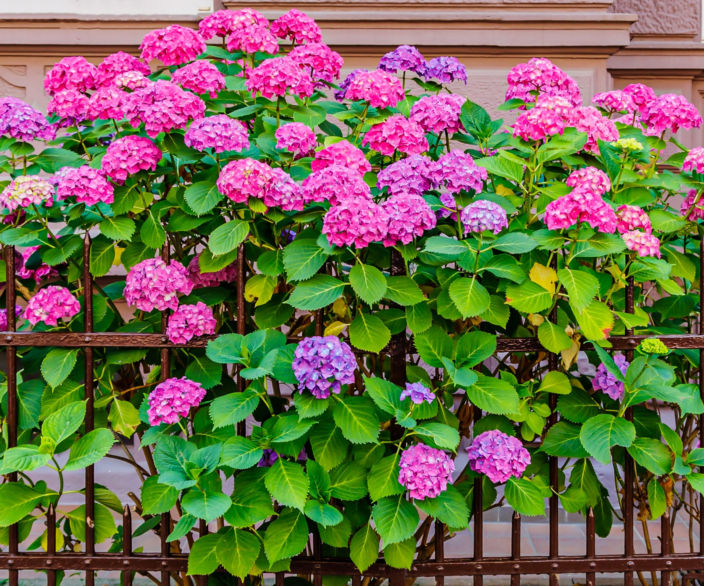 profuse pink hydrangea blooms scrambling across wrought iron fence