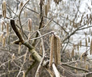 Catkins of a hazel tree in winter