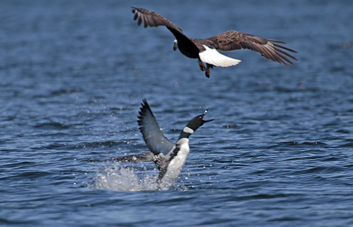 In a separate incident from the one described here, a loon launches out of the water to scare off a bald eagle on Bow Lake in Northwood, New Hampshire. 