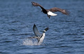 In a separate incident from the one described here, a loon launches out of the water to scare off a bald eagle on Bow Lake in Northwood, New Hampshire.