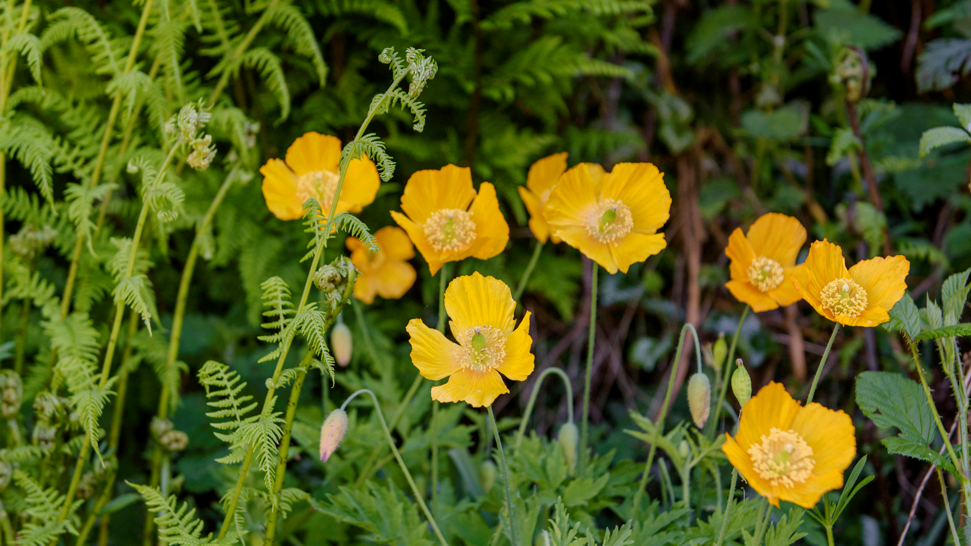 Orange poppies