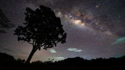 The Milky Way streaks diagonally across a starry sky at night, with the silhouette of a tree standing over a leafy silhouetted horizon.