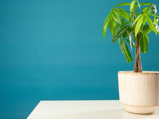 A small potted money tree in front of a blue wall