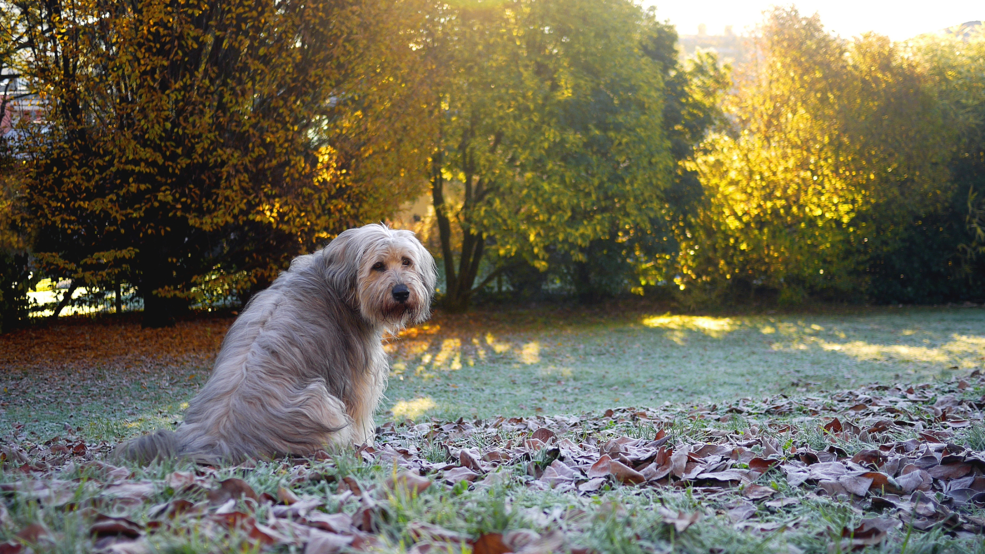 A dog sitting down relaxing in the garden
