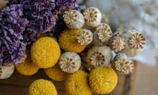Close up of dried purple statice, yellow craspedia and poppy seed pods