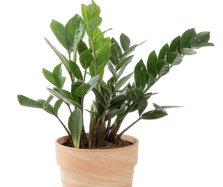 ZZ plant in a pot