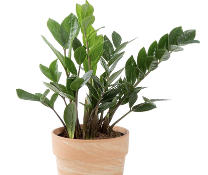 Which indoor plants last the longest? Experts pick the 5 best | Livingetc