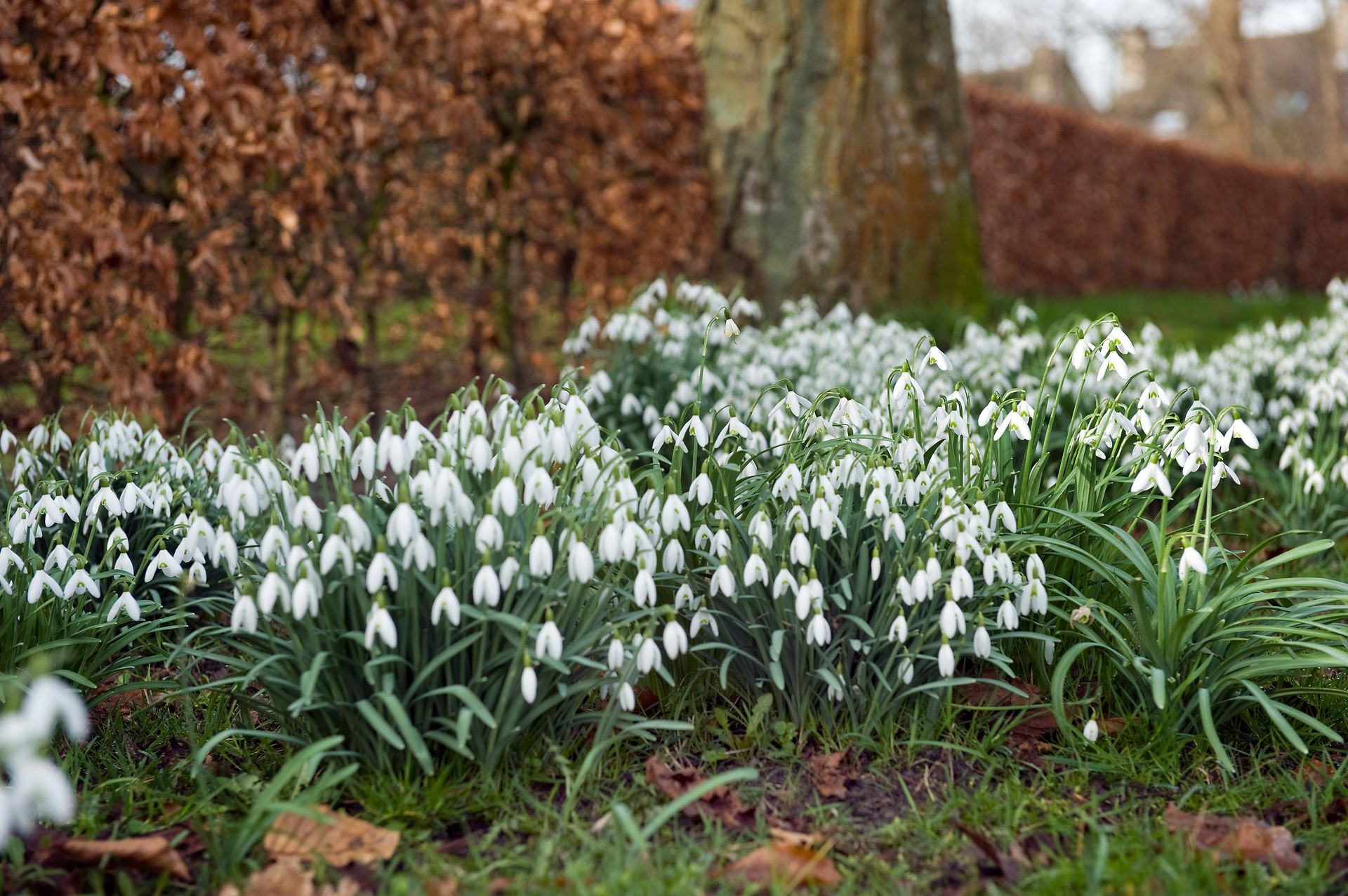 Best plants under trees 10 lovely varieties that will thrive