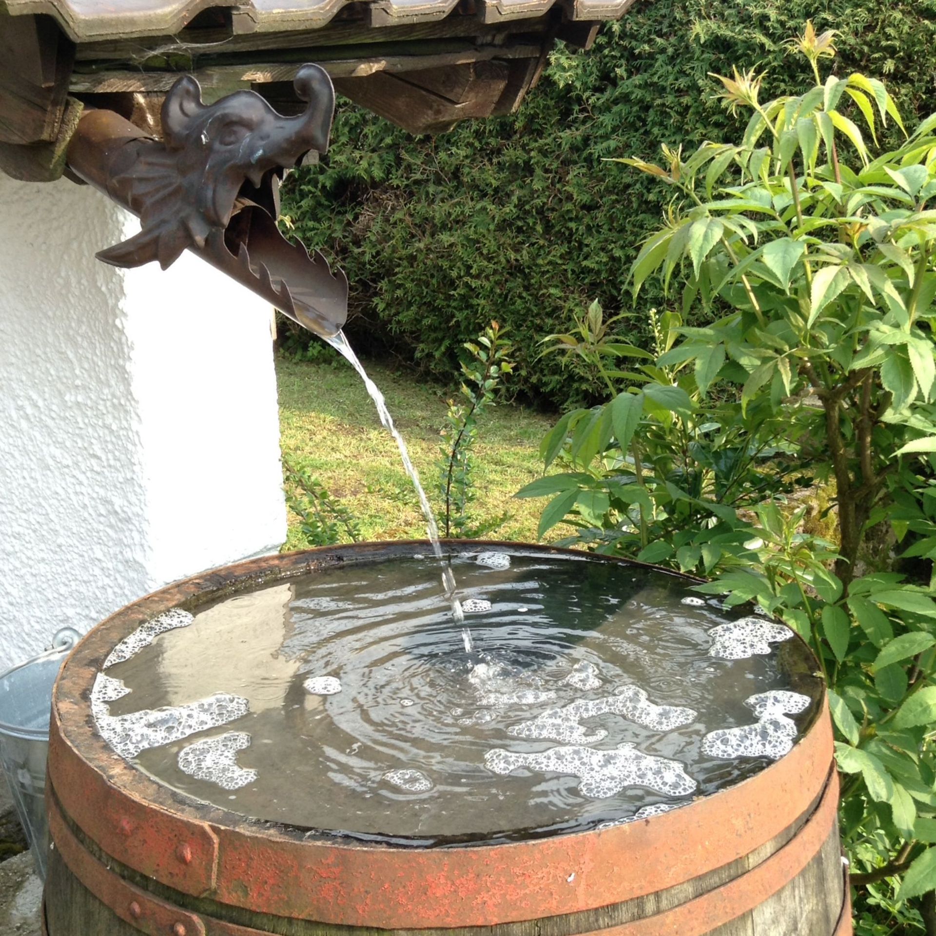 Rain harvesting in action: an old wooden barrel is filled with rain water from a dragon-shaped spout attached to a house's drainpipe