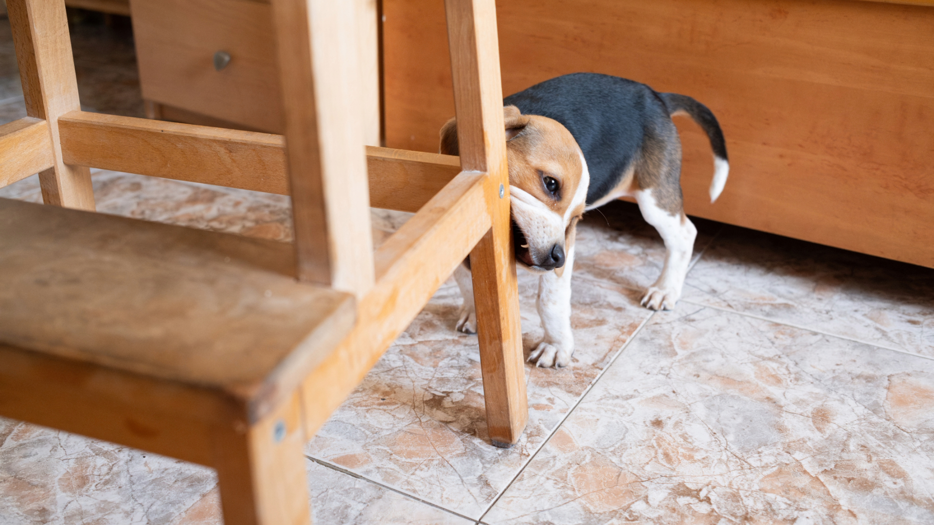 A puppy chewing on the leg of a chair