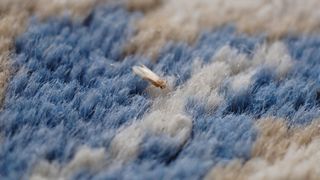 clothes moth on carpet