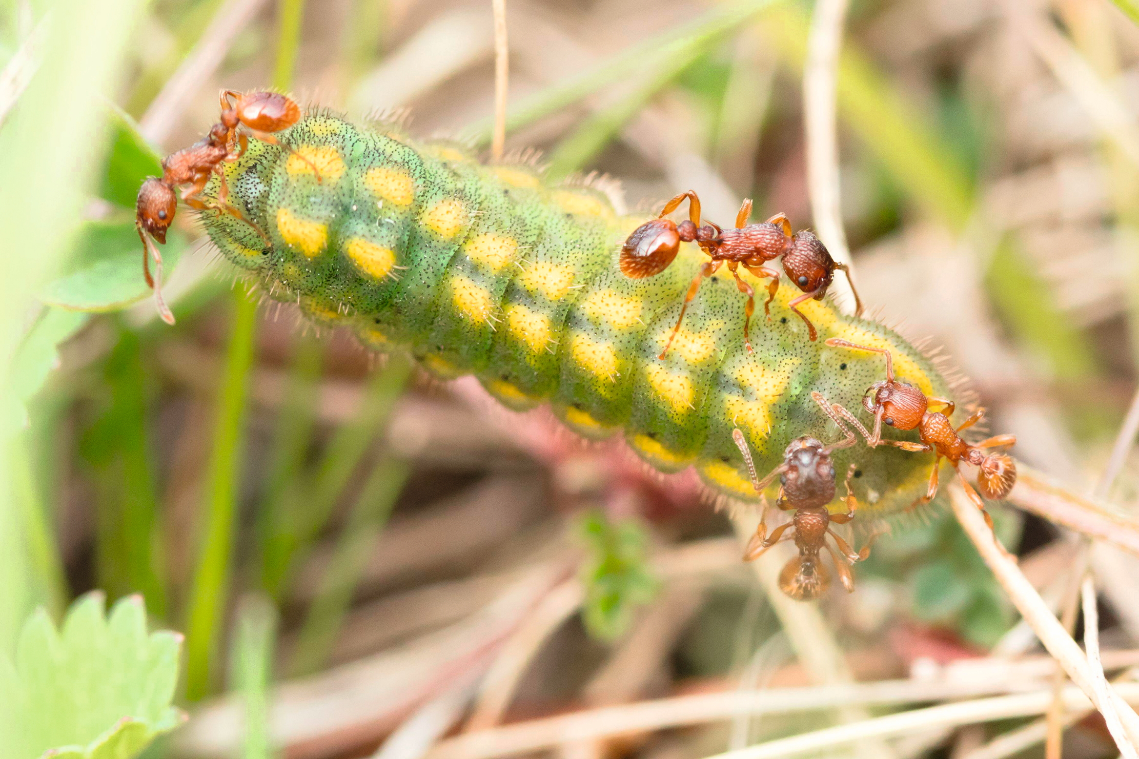 2F88FAX Adonis blue (Polyommatus bellargus) butterfly larva attended by ants. Surrey, UK.