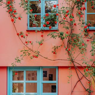Climbing rose surrounds the front of a pink house with blue windows