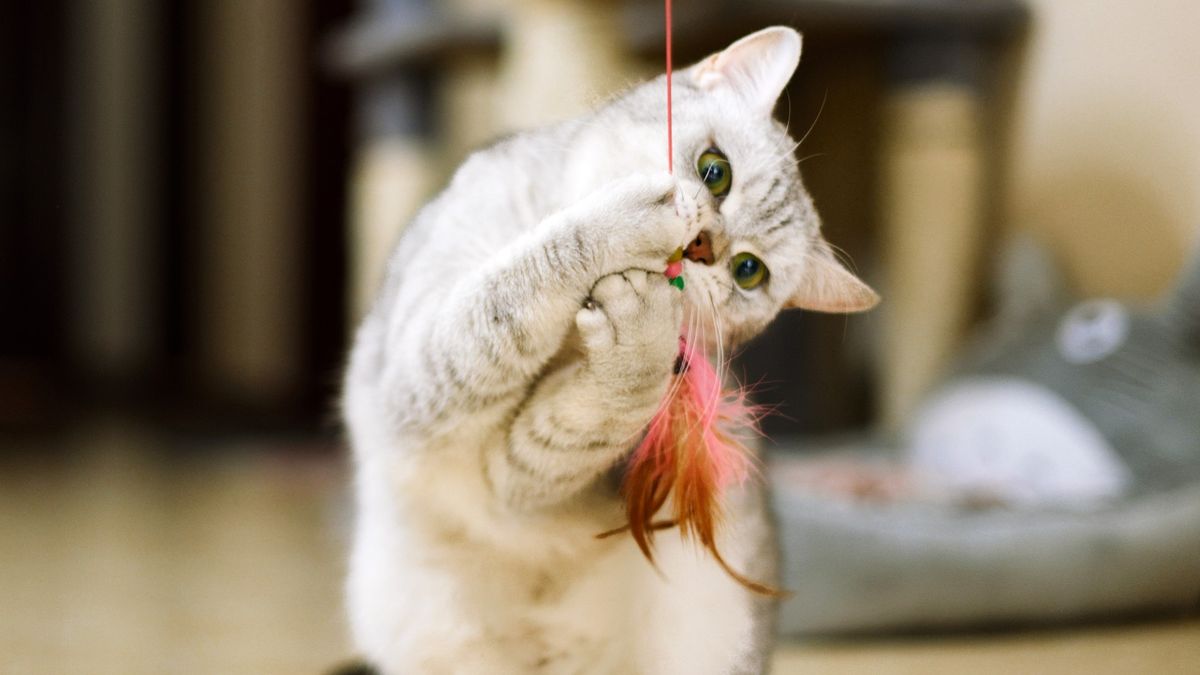 What do cats like to play with? PetsRadar