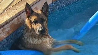 A German shepherd dog in a swimming pool with a pool noodle